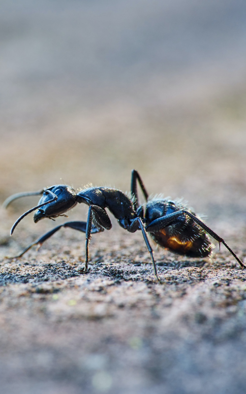 ants in the las vegas desert