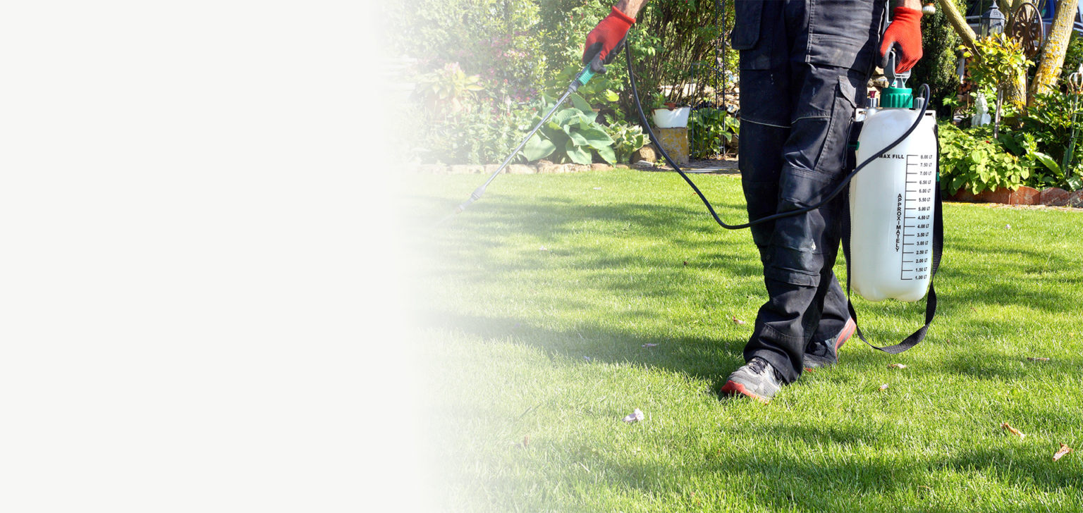 weedicide spray on the weeds in the garden. spraying pesticide w ...