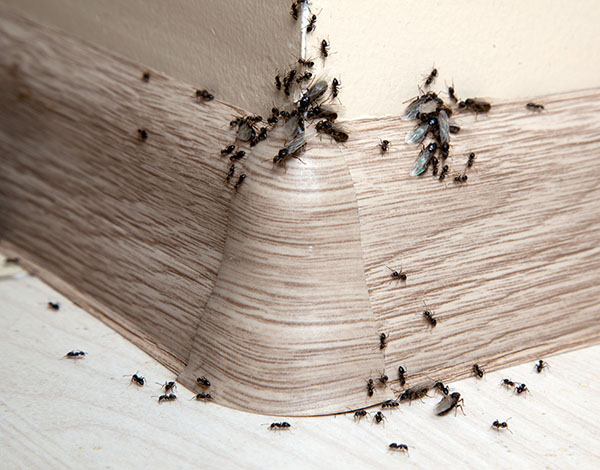 ants in bathroom sink in winter