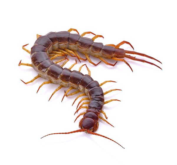 getting rid of centipedes in las vegas valley