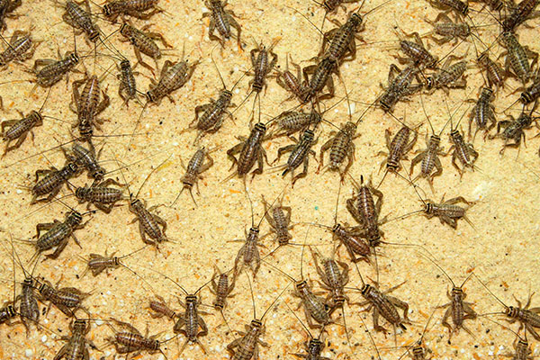 crickets on a sawdust background